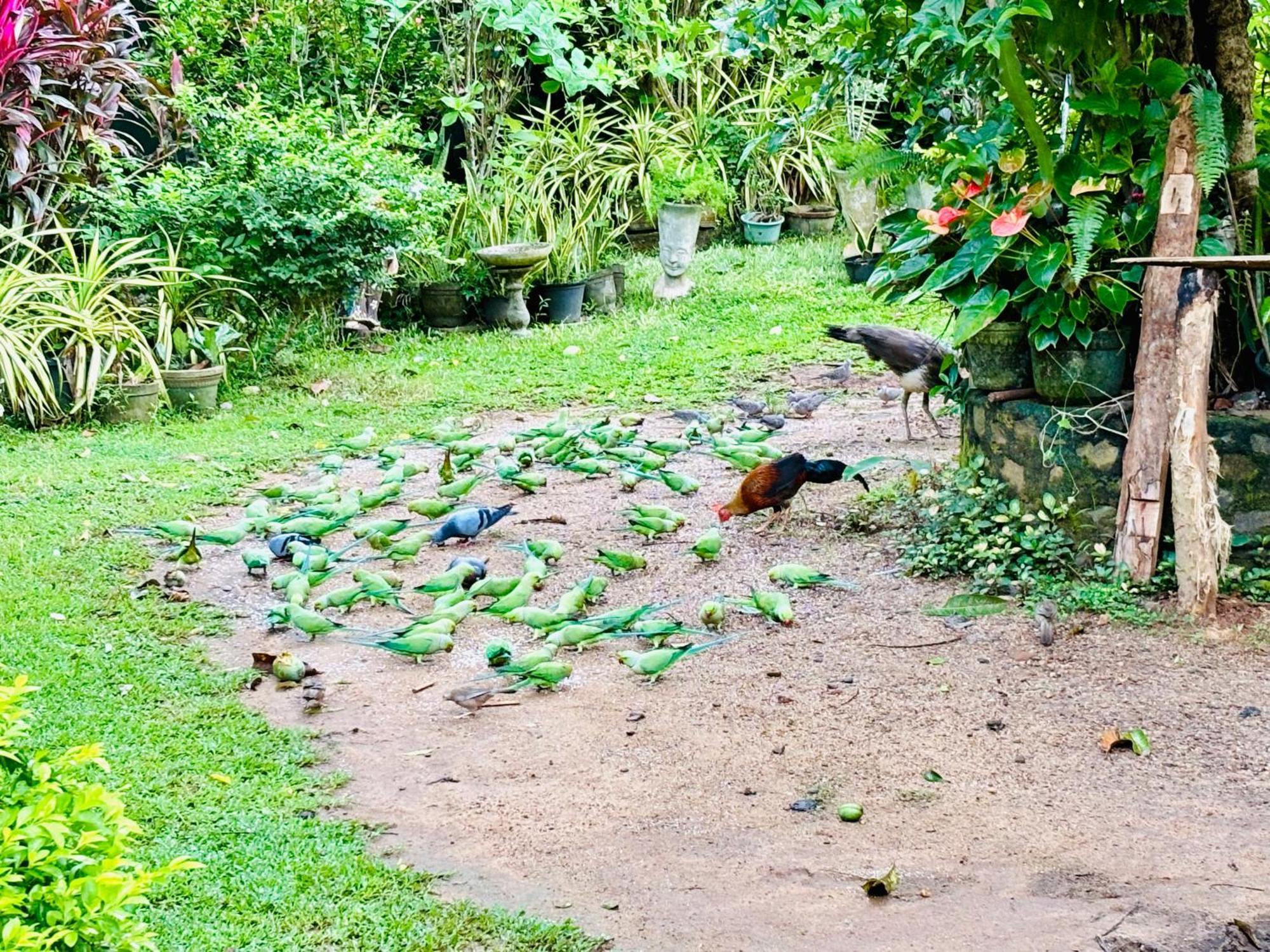 Bird House Homestays Tangalle Exterior photo